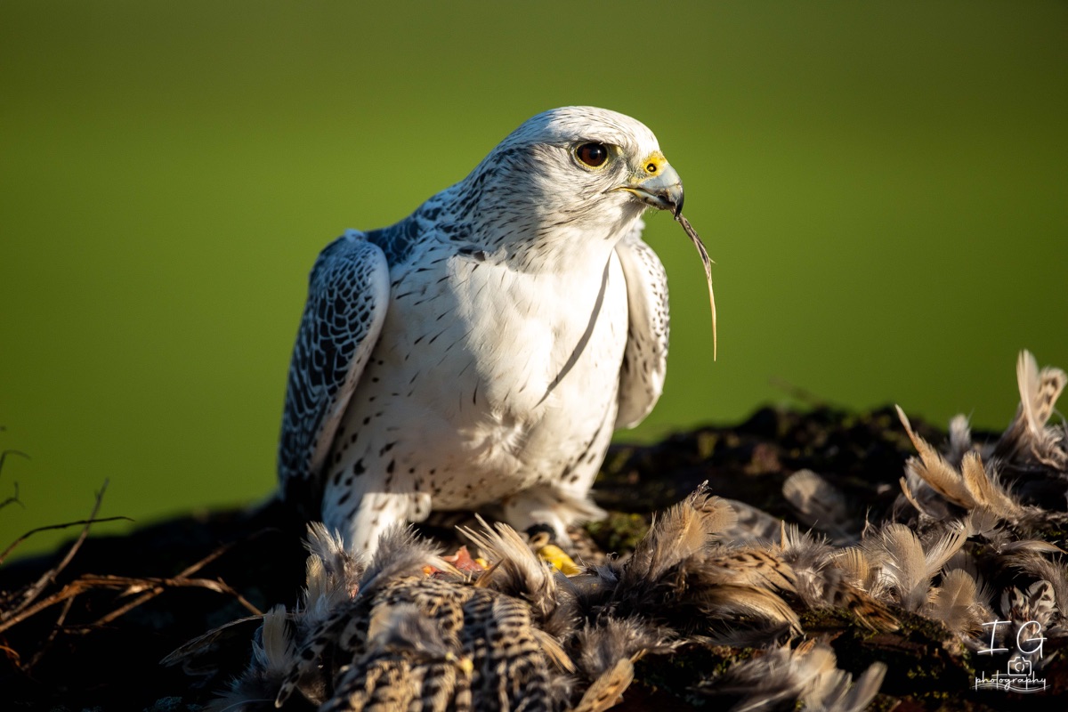  5D49941 21 november 2021 1214 50